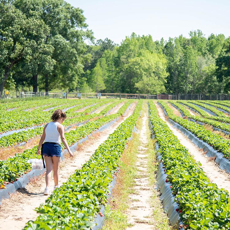 A spring guide to discovering Georgia Agriculture